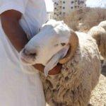 Allah'a ilk kurbanı kim sundu? Kurban kesmek farz mı? Kurbanla ilgili merak edilenler 