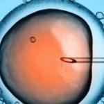 Dünyada bir ilk: İnsan-hayvan embriyo deneyine izin