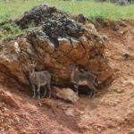 Tunceli'de yiyecek arayan yaban keçileri kara yoluna indi