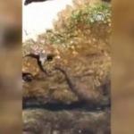 Yılana av olan alabalığın mücadelesi kamerada