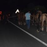 Çiftlikten kaçan yarış atları trafiği birbirine kattı