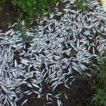 Bartın Irmağı'ndaki balık ölümlerine inceleme