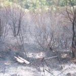 Biga’daki orman yangını kontrol altına alındı