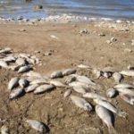 Binlerce ölü balık kıyıya vurdu!