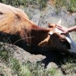 Çamura saplanan inek itfaiye ekipleri tarafından kurtarıldı