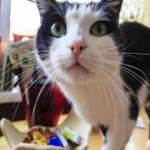 Evcil hayvanları ev bitkilerinden uzak tutmak i&ccedil;in ne yapılır?