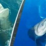 Korku dolu anlar: 3 metrelik köpek balığı oltaya takıldı