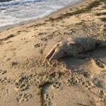 Yavru yunus ölüsü kıyıya vurdu
