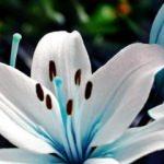 Evlerde beslenmemesi gereken bitkiler nelerdir?