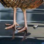 Kuş pisliği nasıl temizlenir?