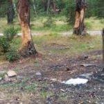 Ormanın içler acısı hali: Piknikçiler mangal için ağaçlara zarar verdi