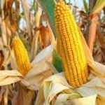 Üretici mısır fiyatlarının arttırılmasını istiyor