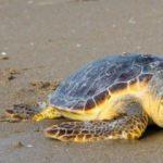 Muğla'da tedavi edilen carettalar denizle tekrar buluştu!