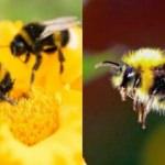 Rüyada arı görmek iyiye mi işaret eder |Rüyada arı hayra mı alamettir?