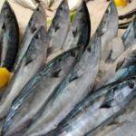 Palamut balığının faydaları nelerdir ve neye iyi gelir? Hangi balık nasıl tüketilmelidir?