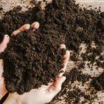 Saksı toprağı nasıl olmalı? Turba yosunu (Torf Toprak) nedir?