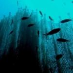 Temizlenen ağlarla 1,5 milyon balık hayata tutundu