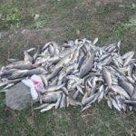 Akyazı'da yüzlerce balık telef oldu