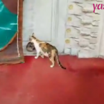 Anne kedi yavrusu ile beraber bakın nereye sığındı!