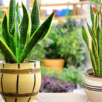 Kılıç çiçeği bakımı nasıl yapılır? Kılıç çiçeği nasıl çoğaltılır?