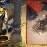 Pitbull, süs köpeğine saldırıp parçaladı! Korkunç görüntüler
