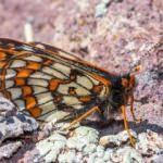 12 bin yaşındaki kelebek Ağrı Dağı'nda görüntülendi