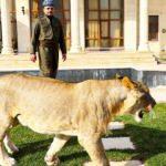 Iraklı hayvansever evinde beslediği aslanı çocuklarından ayrı tutmuyor