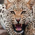 Hindistan'da leopar saldırıları: 2 çocuk hayatını kaybetti!