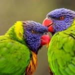 Papağanlara ve muhabbet kuşlarına nasıl konuşma öğretilir?