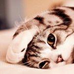 Kedilerin stresi nasıl önlenir? Kedi tüyünün dökülmesi nasıl önlenir? 