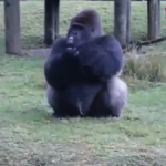 Kendisine yemek verilmesinin yasak olduğunu işaret diliyle anlatan Goril!