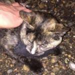 Uyuşturucu kuryesi kedi yakalandı
