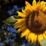 Ayçiçeğin faydaları nelerdir? Ayçiçeği hangi hastalıklara iyi gelir? Ayçiçeği çayı nasıl yapılır?