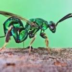Türkiye'yi 18 milyon dolarlık zarardan kurtaracak "Torymus" böceği