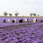 İran'da 'kızıl altın' hasadı başladı