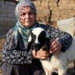 Koyunları çalınan Ayşe Teyze'ye destek yağıyor!