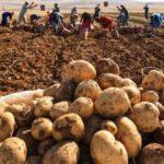 Çiftçilere patates siğiline karşı destek