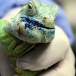 Çenesinde tümör bulunan iguana ölümden döndü