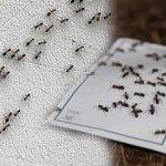 Karınca sürüsünden kurtulmanın yok etmenin yolları: Karıncaya kesin çözüm!