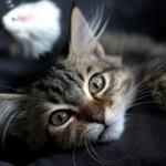 Kedi kumu nasıl temizlenmeli? Kedi Kumu kokusuna karşı ne yapılmalı?