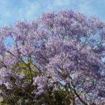 Sydney’i süsleyen mor güzellik: Jakaranda Ağaçları