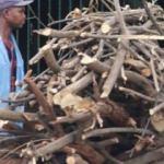 Zimbabve'de elektriği kesilen halk, yakacak için ağaç kesiyor