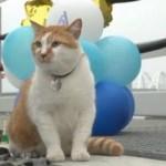 Kerç Boğazı Köprüsü’nün maskotu kediye doğum günü partisi düzenlendi  