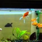 Japon balığının bakımı nasıl yapılır? Japon balığı &ouml;zellikleri...