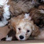 Kapıkule'de karton kutularda 14 köpek yavrusu bulundu