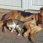 Kedi ve köpeğin dostluğu görenleri şaşırtıyor