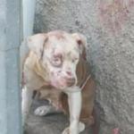 Sokağa atılan pitbull korkuya neden oldu!