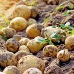 Patates üreticisini sevindirecek gelişme
