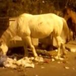 Büyükada'da atların çöpte yemek ararken çekilen görüntüleri içleri sızlattı