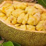 Jack fruit meyvesi nedir? Jack fruit meyvesinin faydaları nelerdir? Jack fruit meyvesi nasıl tüketilir?
